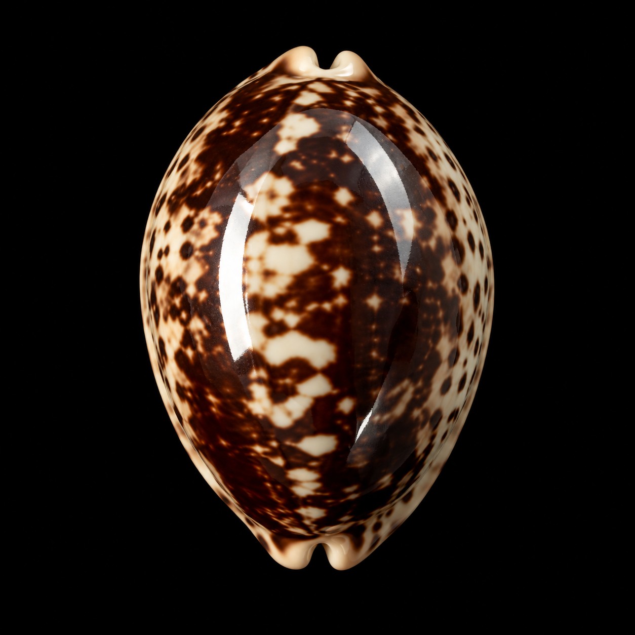 Zoila friendii specimen SB-000004, dorsal view