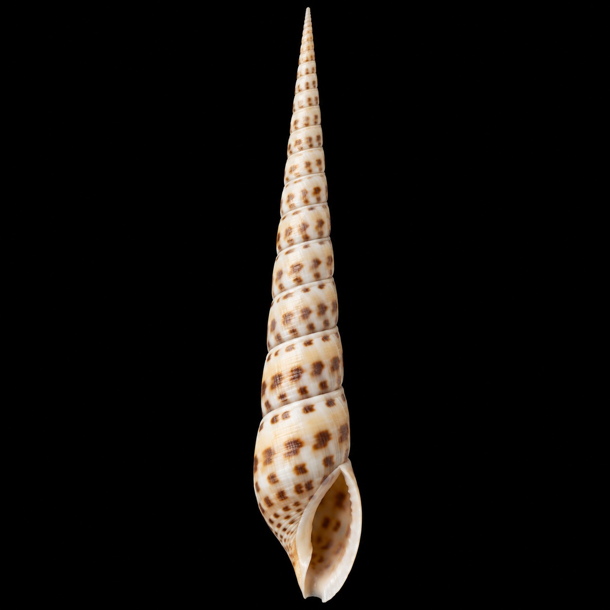 Terebra maculata SB-000018
