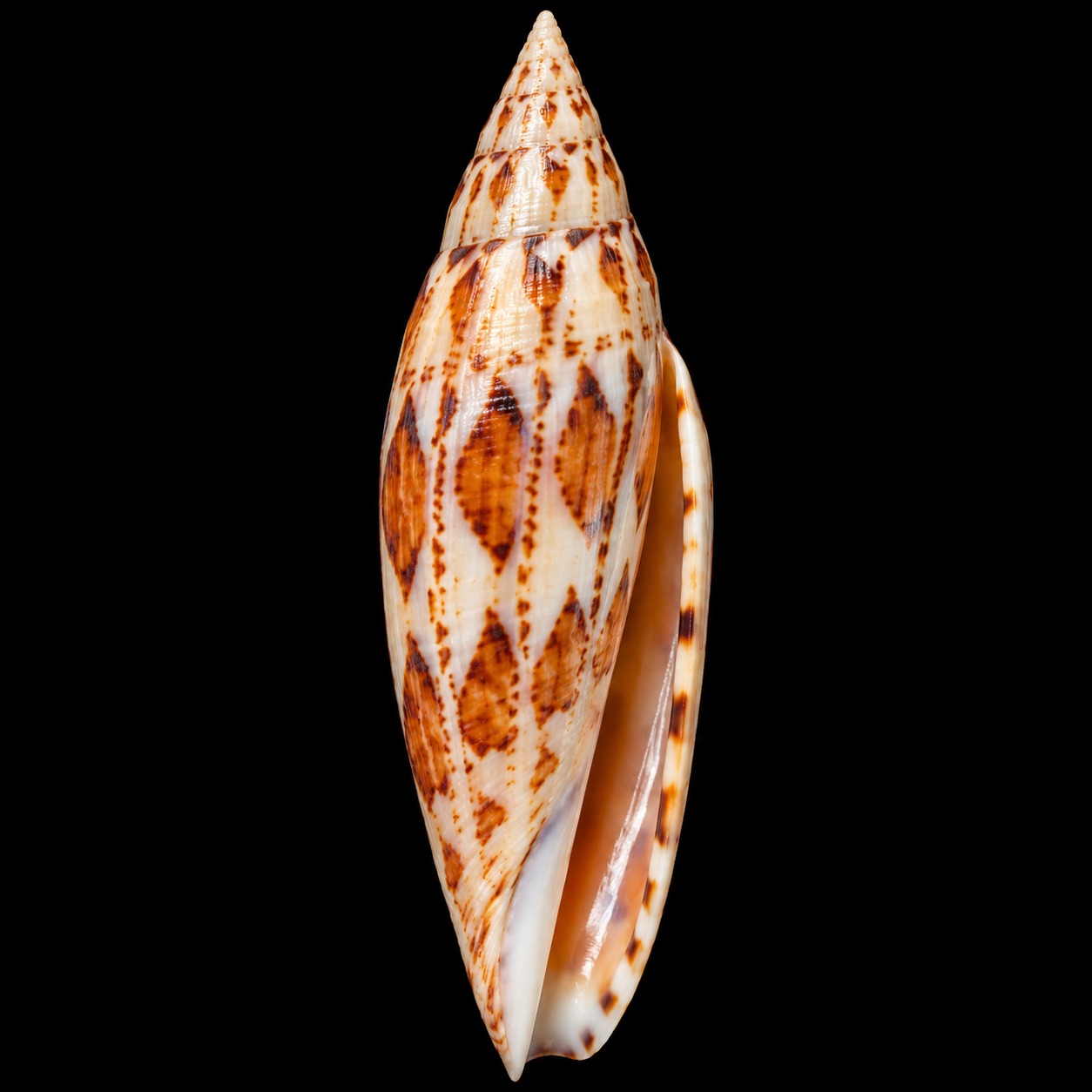 Mitra mitra SB-000017