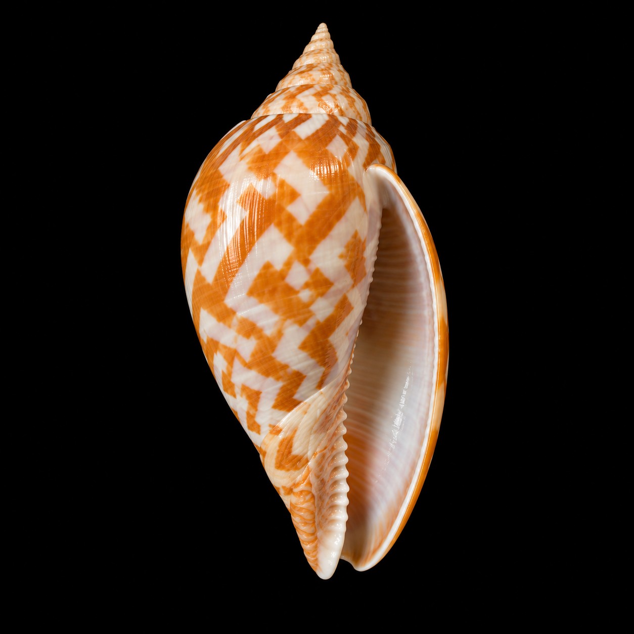 Conus textile specimen SB-000008, dorsal view