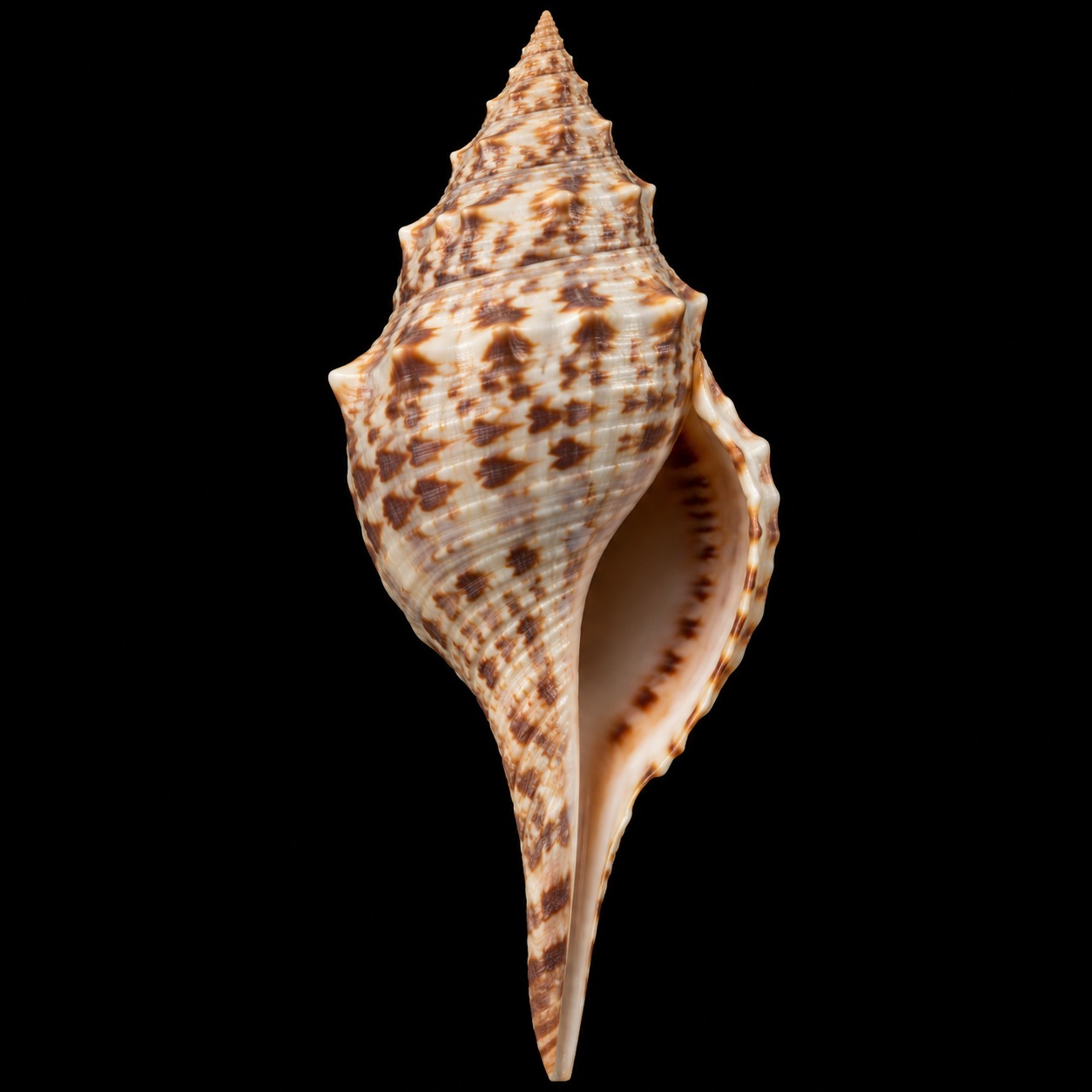 Pleuroploca trapezium SB-000012