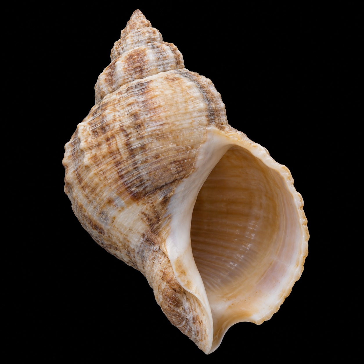 Buccinum undatum SB-000013