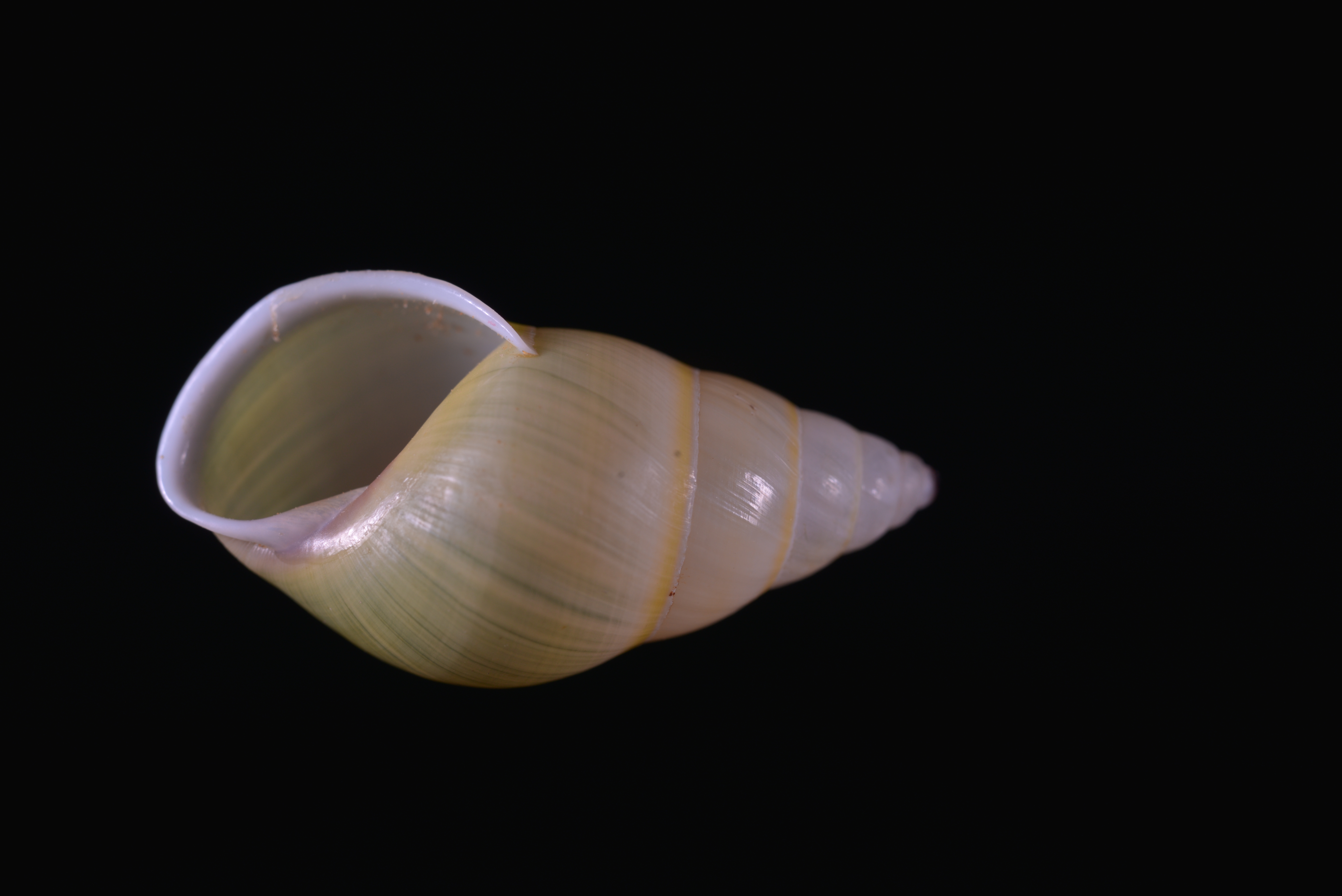 Amphidromus setzeri specimen SB-000036